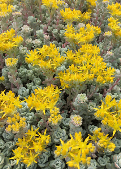 Sedum spathulifolium 'Cape Blanco'